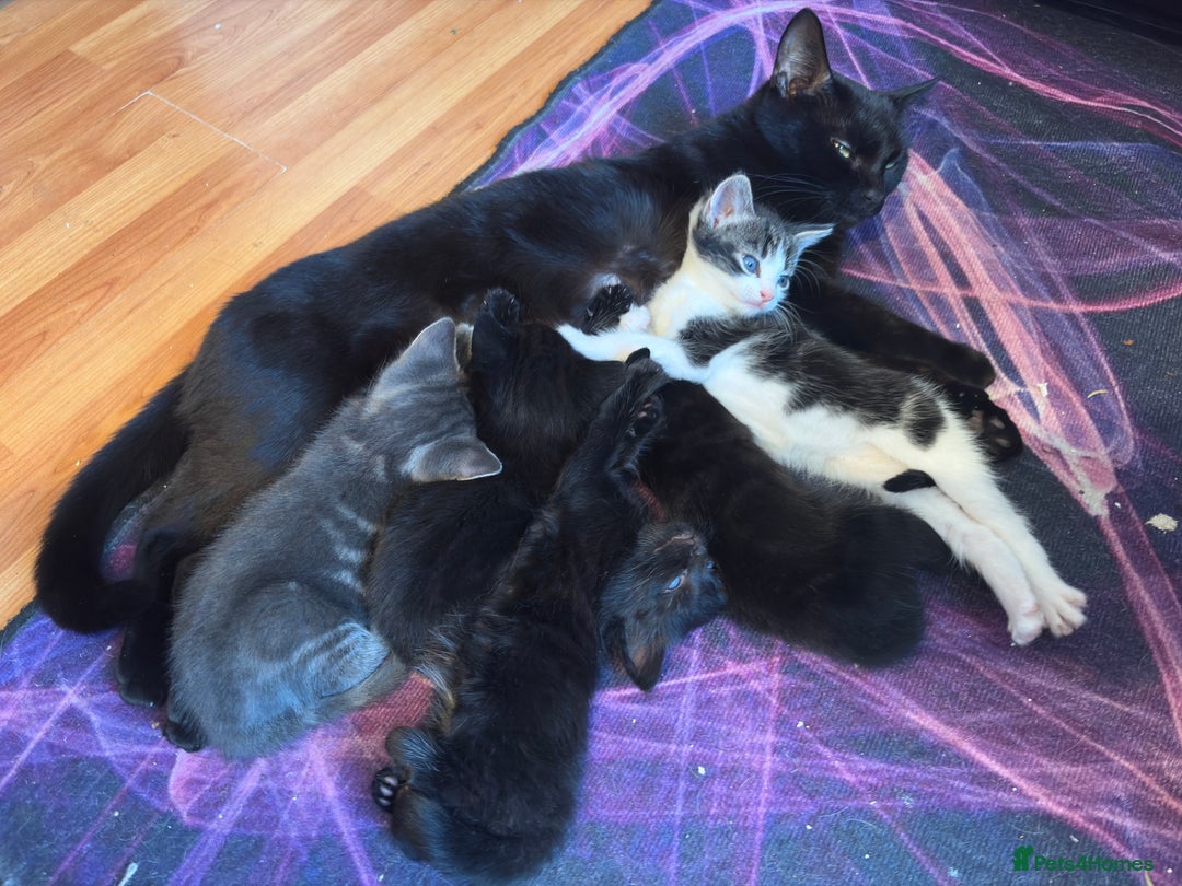 Mixed Breed cats for sale: 5 beautiful kittens - Advert 1