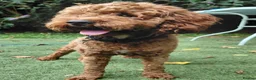 Cavapoo dogs for stud: F1 Toy cavapoo stud-extensively health tested - Advert 6
