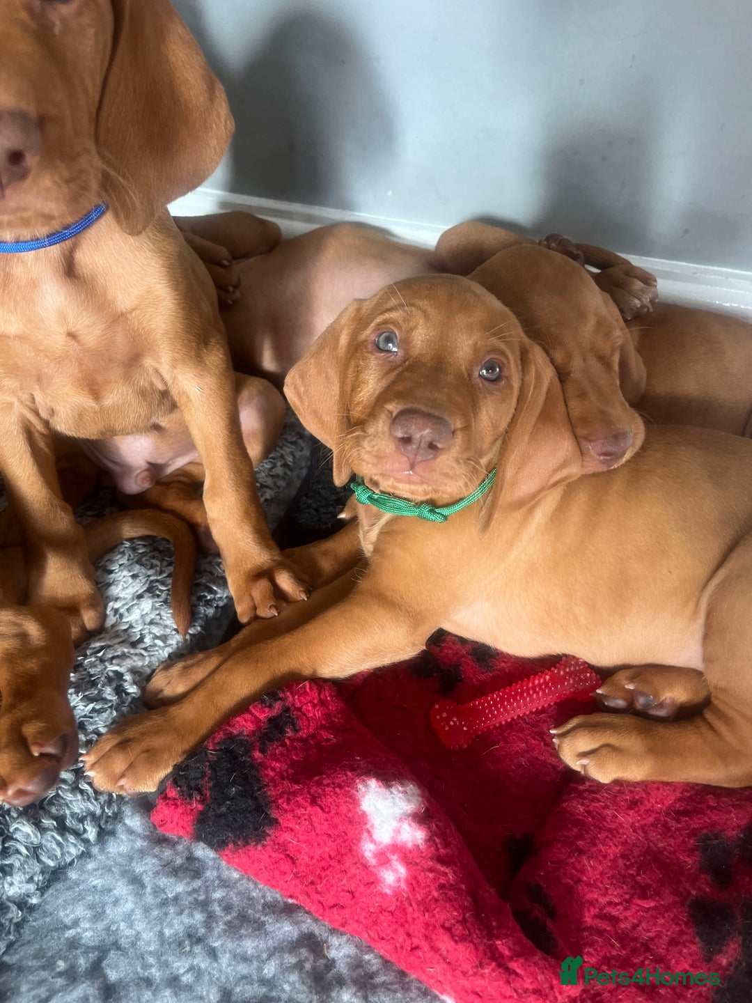 Hungarian Vizsla dogs for sale: Hungarian Vizsla puppies   - Image 6