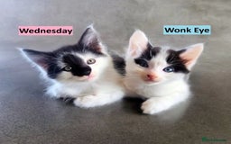 Mixed Breed cats for sale: 3 beautiful black and white kittens - Image 3