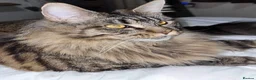Maine Coon cats for sale: Majestic Maine Coon  - Advert 8