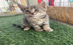 Mixed Breed cats for sale: 2 beautiful kittens  - Image 6