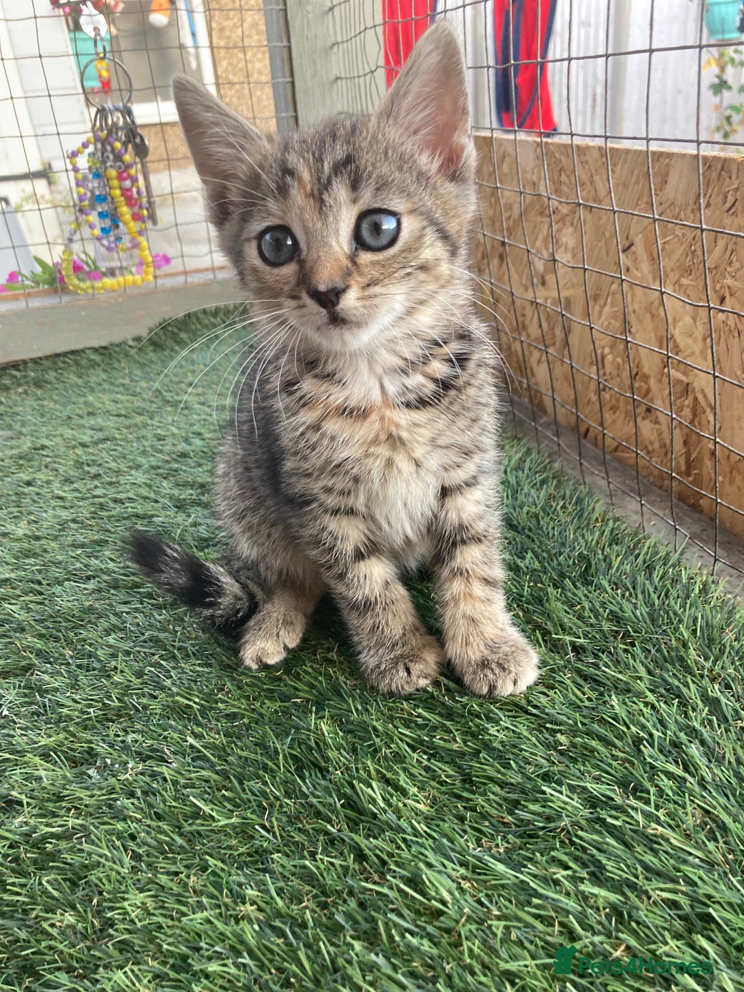 Mixed Breed cats for sale: 2 beautiful kittens  - Image 6