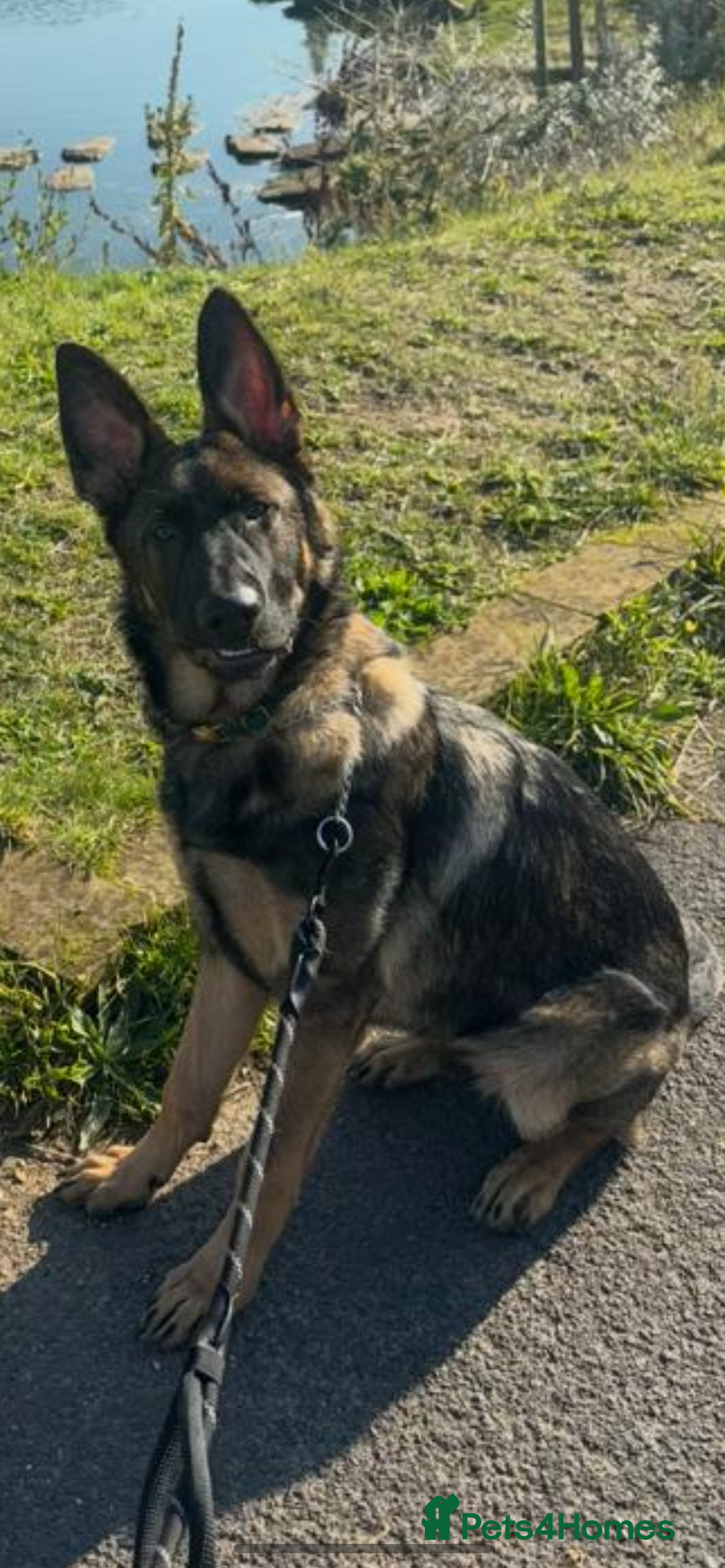 German Shepherd dogs for sale: 15 month old male German Shepherd Called BEAR, - Image 9