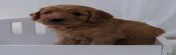 Mini Goldendoodle dogs for sale: One Male F1 Goldendoodle Puppy - Advert 4