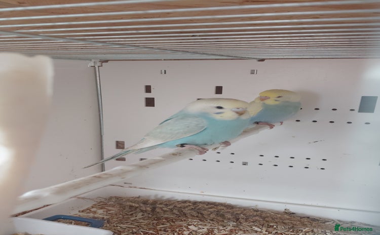 Budgerigars birds Rainbow Budgie - Advert 1