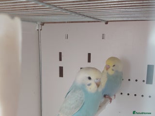 Budgerigars birds for sale: Rainbow Budgie - Advert 1