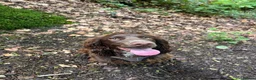 Cocker Spaniel dogs for sale: Gorgeous Fig Looking For Family Home - Advert 7