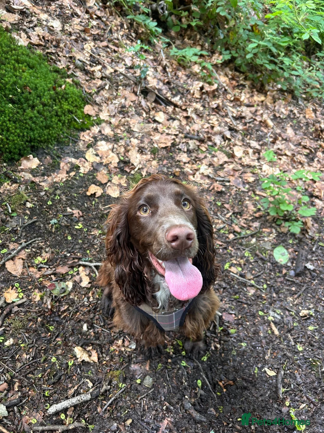 Cocker Spaniel dogs for sale: Gorgeous Fig Looking For Family Home - Advert 7