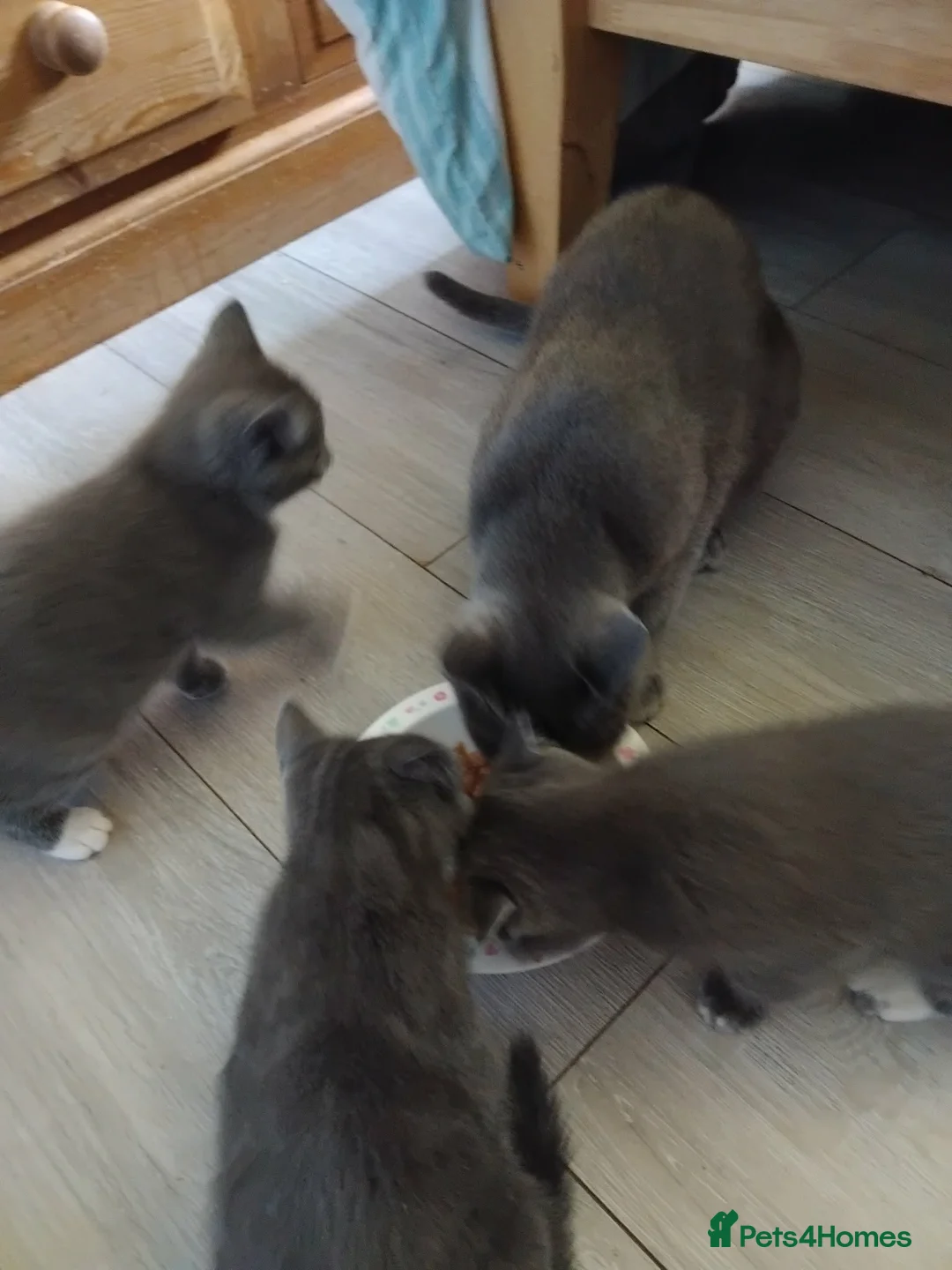 Mixed Breed cats for sale: Mixed breed kittens for sale  - Advert 8
