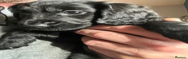 Cocker Spaniel 7