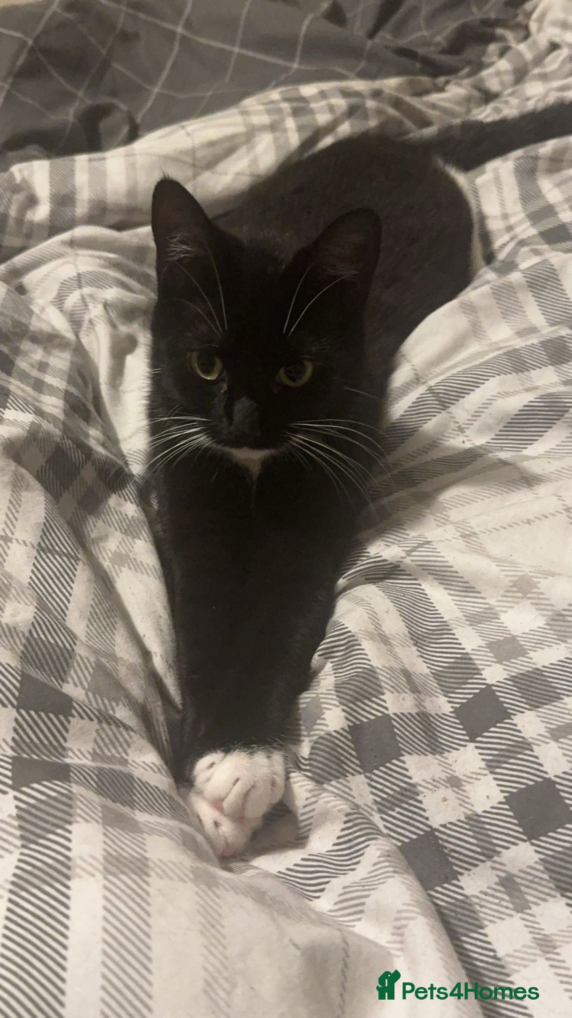 Mixed Breed cats Socks  - Advert 2