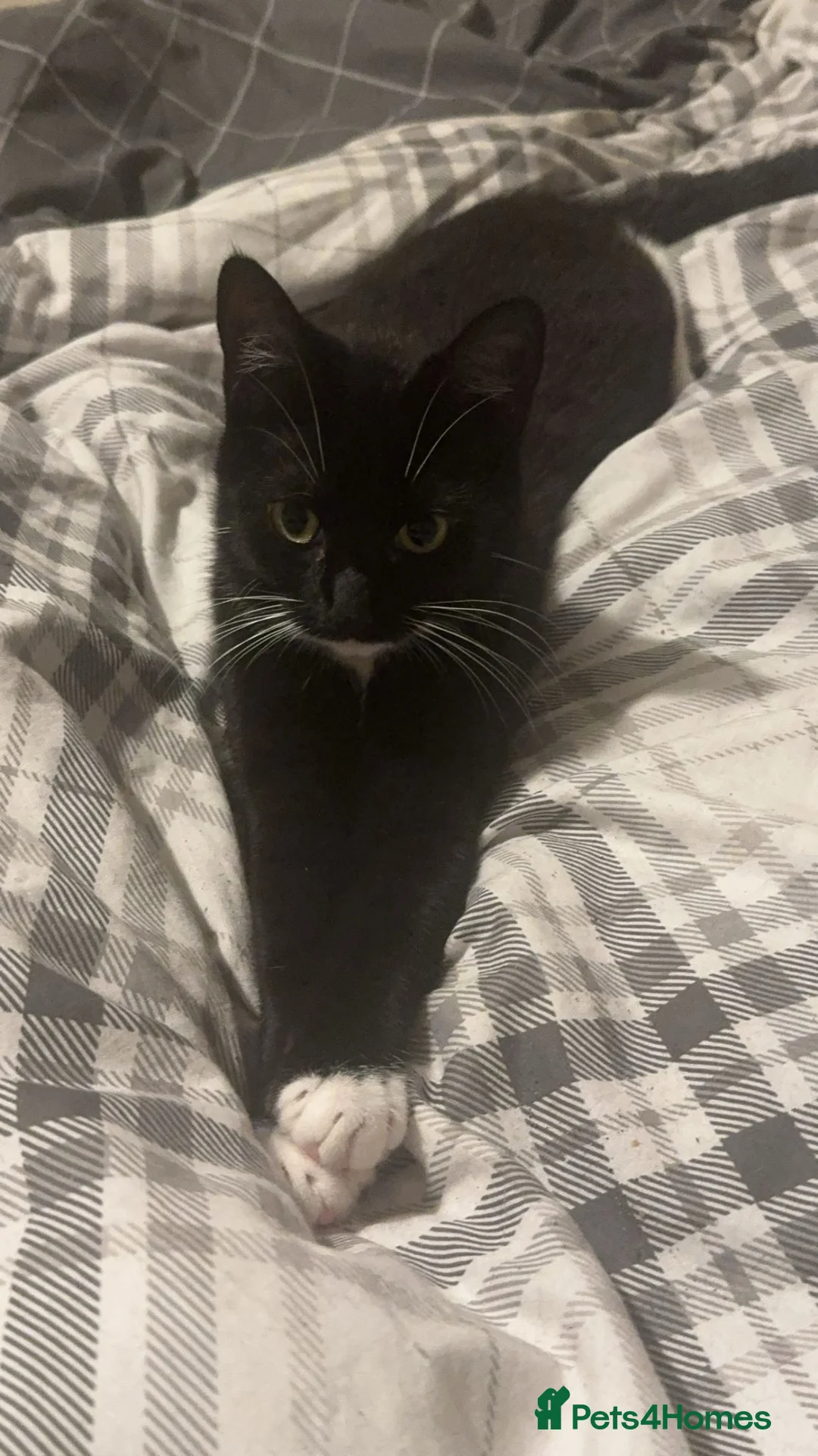 Mixed Breed cats for sale: Socks  - Advert 1