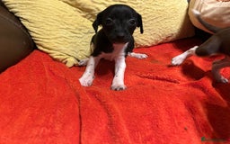 Jack Russell dogs for sale: Jack Russell puppies short legged  - Image 6