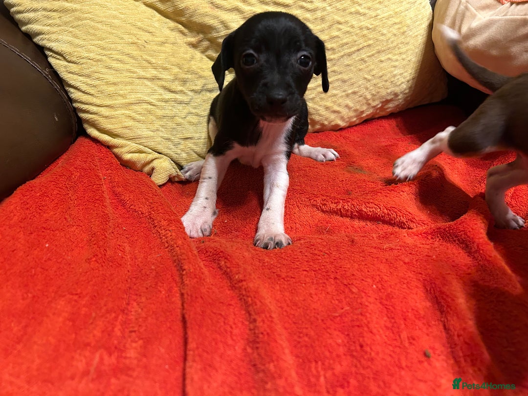Jack Russell dogs for sale: Jack Russell puppies short legged  - Image 6