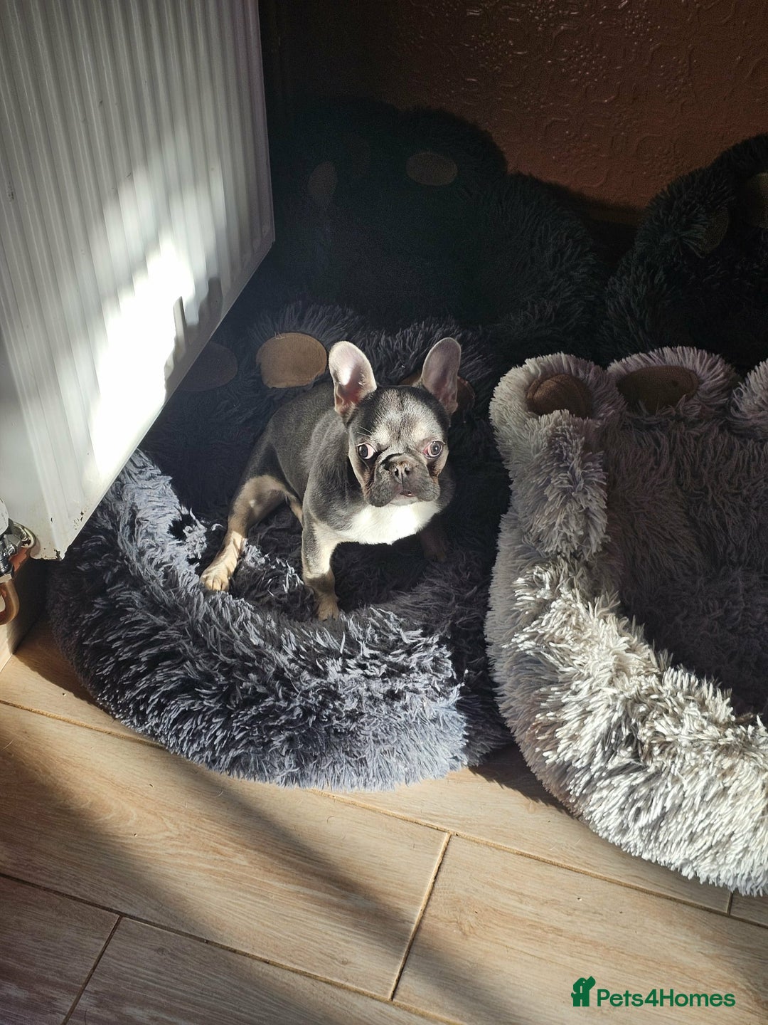 French Bulldog dogs for sale: 6 Month Old French Bulldog Looking for a Home - Advert 1