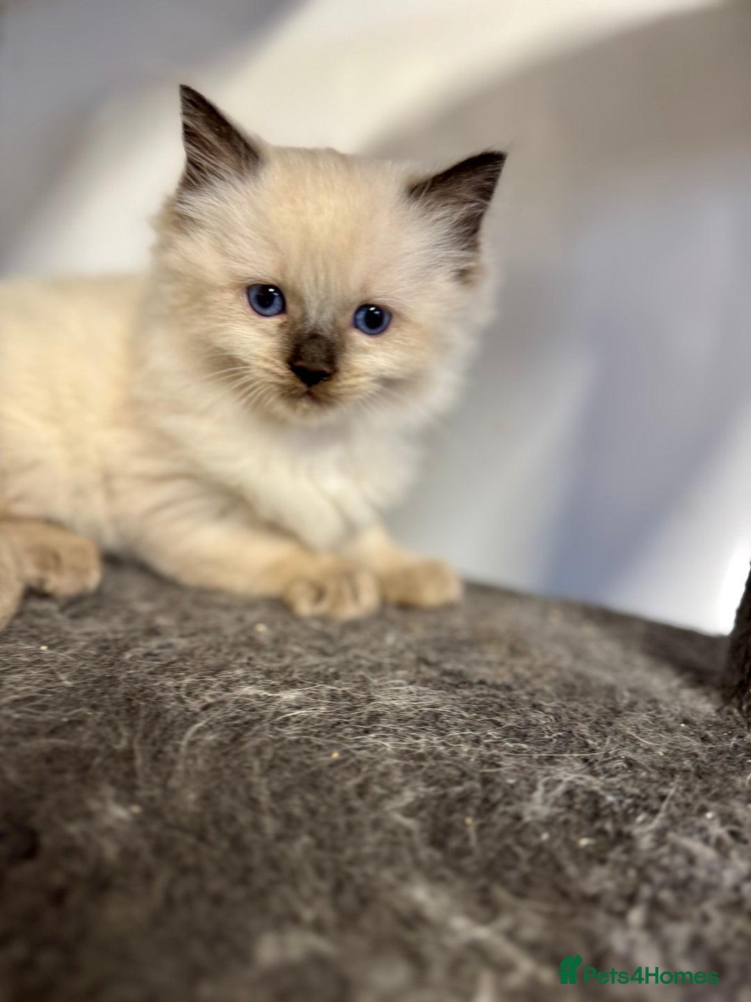 Ragdoll cats for sale: DNA tested Ragdolls - Advert 11