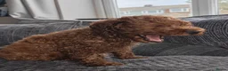 Cockapoo dogs for sale: Beautiful trio of Cockapoos for sale - Advert 18