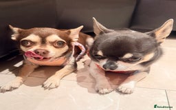 Chihuahua dogs for sale: Gorgeous Chihuahua Puppies  - Advert 8