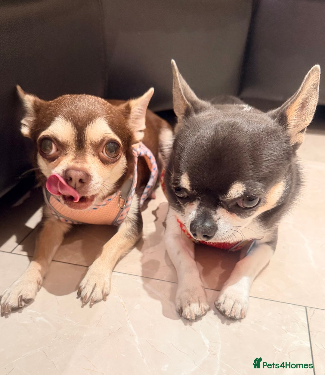 Chihuahua dogs for sale: Gorgeous Chihuahua Puppies  - Advert 8