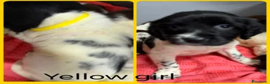 English Springer Spaniel Yellow Collar