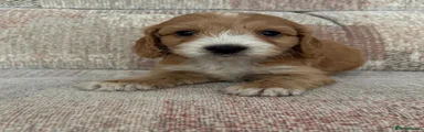 Cockapoo 2