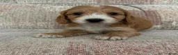 Cockapoo dogs for sale: Cockapoo puppies in Telford - Advert 4