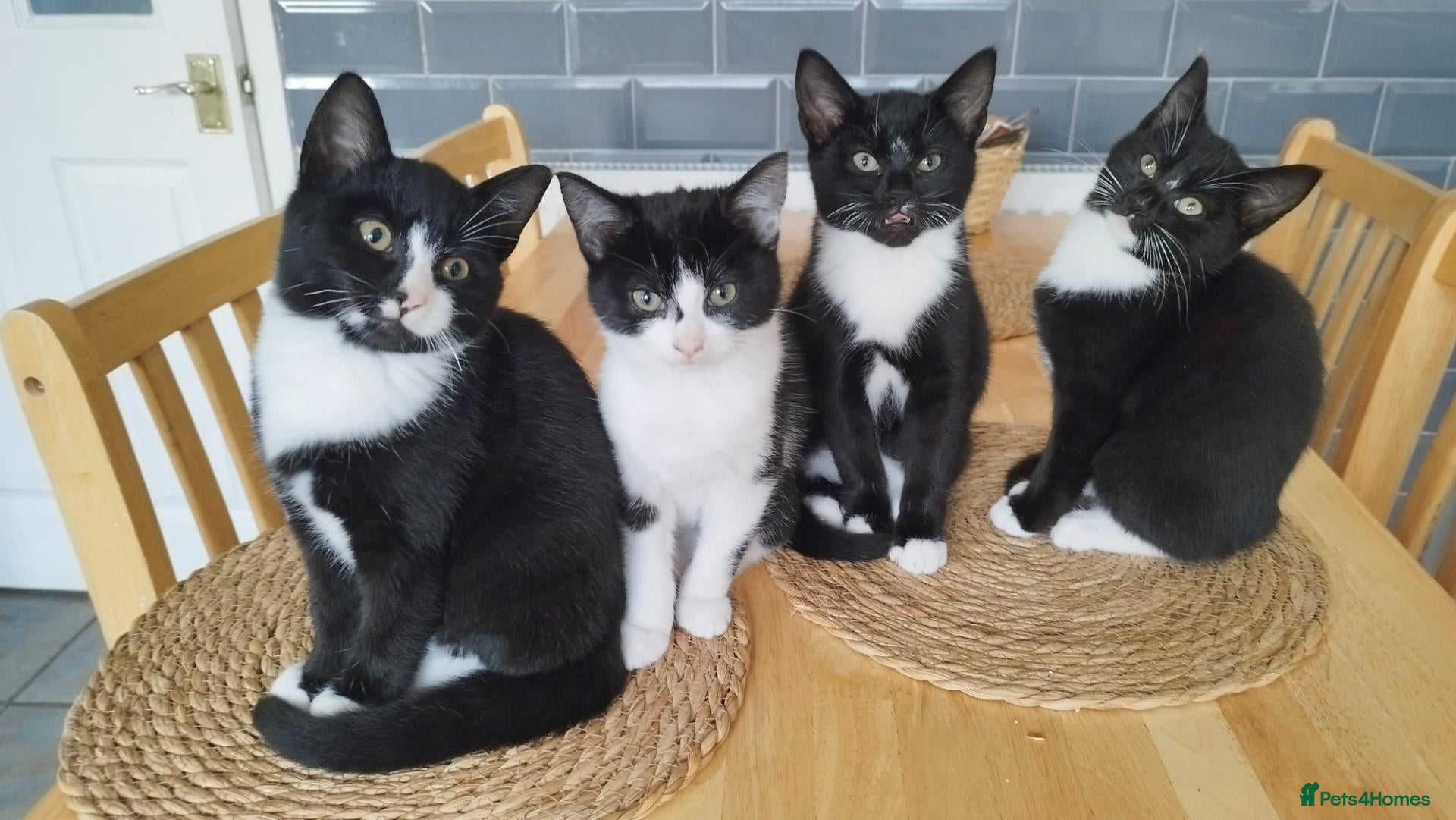 Mixed Breed cats 4 tuxedo black/white cuties looking for a home - Advert 1