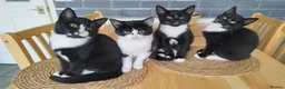 Mixed Breed cats for sale: 4 tuxedo black/white cuties looking for a home - Advert 1