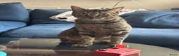 Mixed Breed cats for sale: Three Cats in Kidderminster - Advert 1