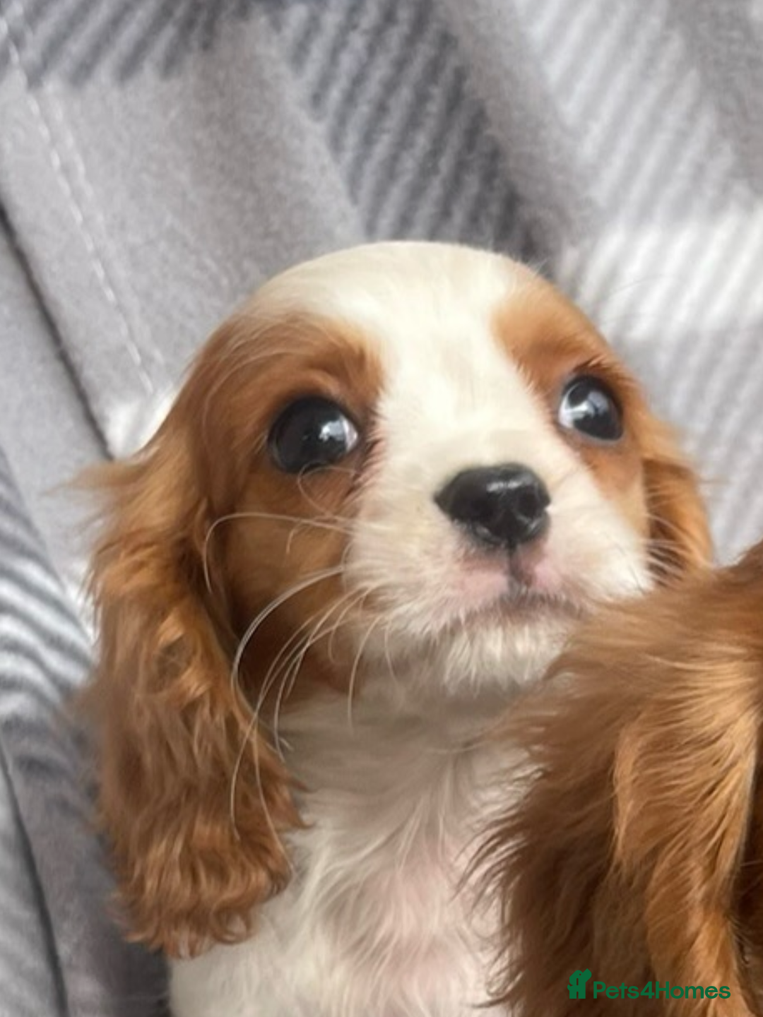Cavalier King Charles Spaniel dogs for sale: Cavalier King Charles pups - Image 14