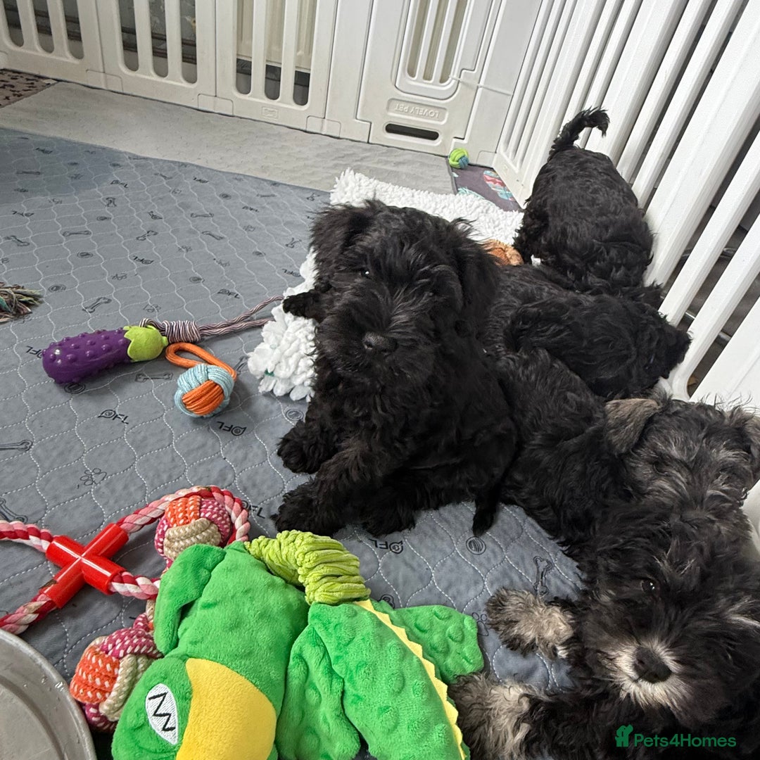 Miniature Schnauzer dogs for sale: health tested parents  - Image 7