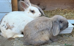 Mixed Breed rabbits for sale: Netherland Dwarf X Mini Lop - Image 9