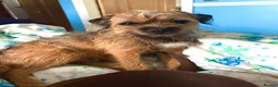 Border Terrier dogs for sale: Rehoming. Shy KC Border Terrier girl Betsy. 🥰 - Advert 6