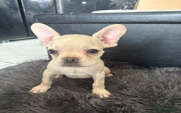 French Bulldog dogs for sale: 5 French bulldogs puppies ready to leave  - Image 5