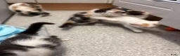 Sphynx cats for sale: Spyhnx mixed breed  in Epsom - Advert 16