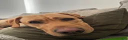 Labrador Retriever dogs for sale: Beautiful Fox Red Labrador - Advert 6