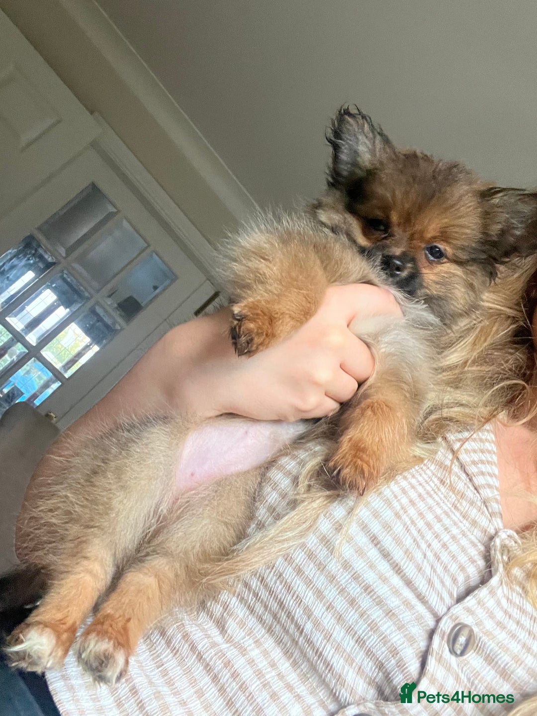Pomchi dogs for sale: Gorgeous Pomchi girl  - Image 5