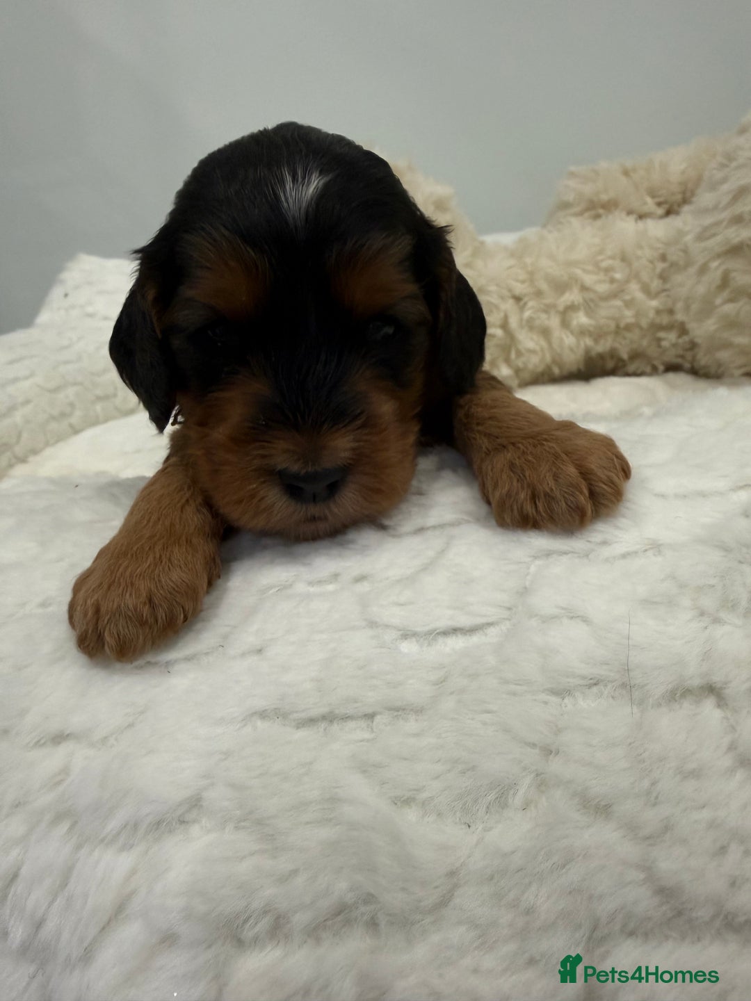 Cockapoo dogs for sale: 11 red sable, f1 cockapoo. KC & DNA clear parents - Advert 5