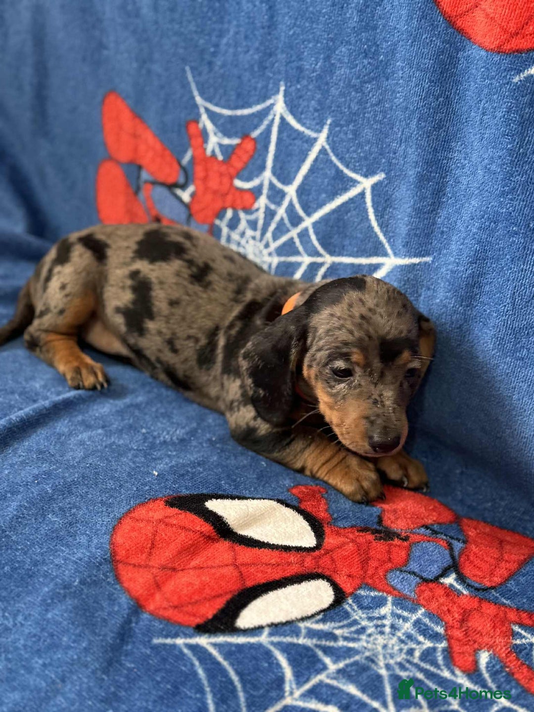 Miniature Dachshund dogs for sale: Miniature dachshund  - Advert 15