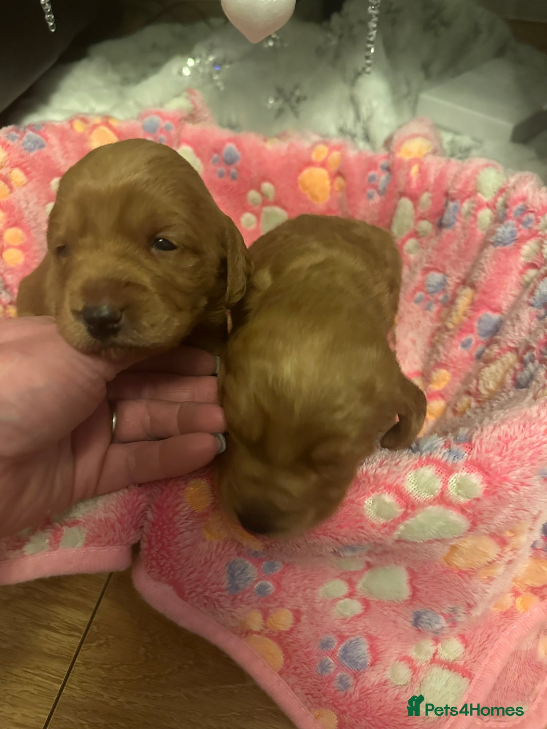 Labradoodle dogs for sale: Miniature F1 Labradoodles  - Advert 9