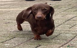 Miniature Dachshund dogs for stud: Mini Smooth Choc/Tan Male Dachshund (Stud Only) - Image 3