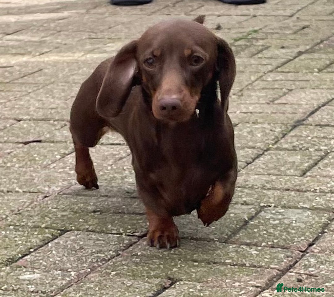 Miniature Dachshund dogs for stud: Mini Smooth Choc/Tan Male Dachshund (Stud Only) - Image 3