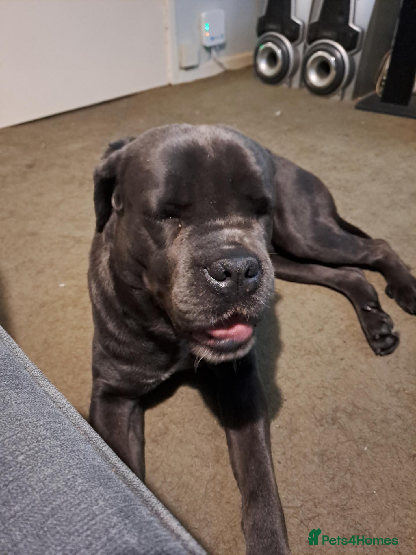 Cane Corso dogs 3 year old cane corso - Advert 1