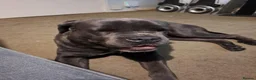Cane Corso dogs for sale: 3 year old cane corso in Dewsbury - Advert 1