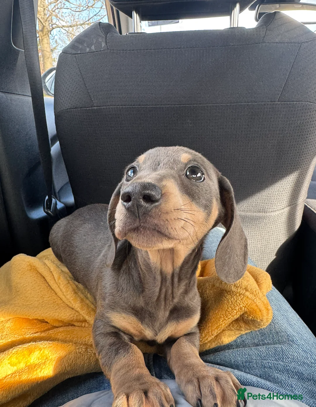 Miniature Dachshund dogs for sale: blue & tan miniature dachshund male puppy - Advert 1