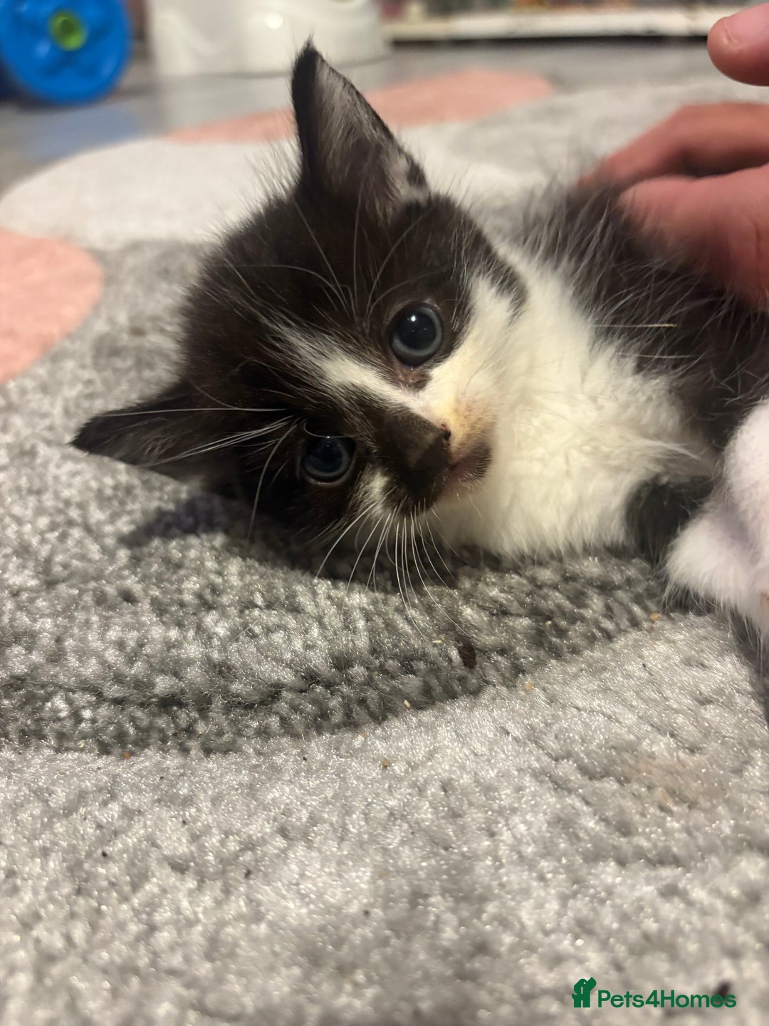 Mixed Breed cats for sale: 5 gorgeous kittens for sale  - Image 10