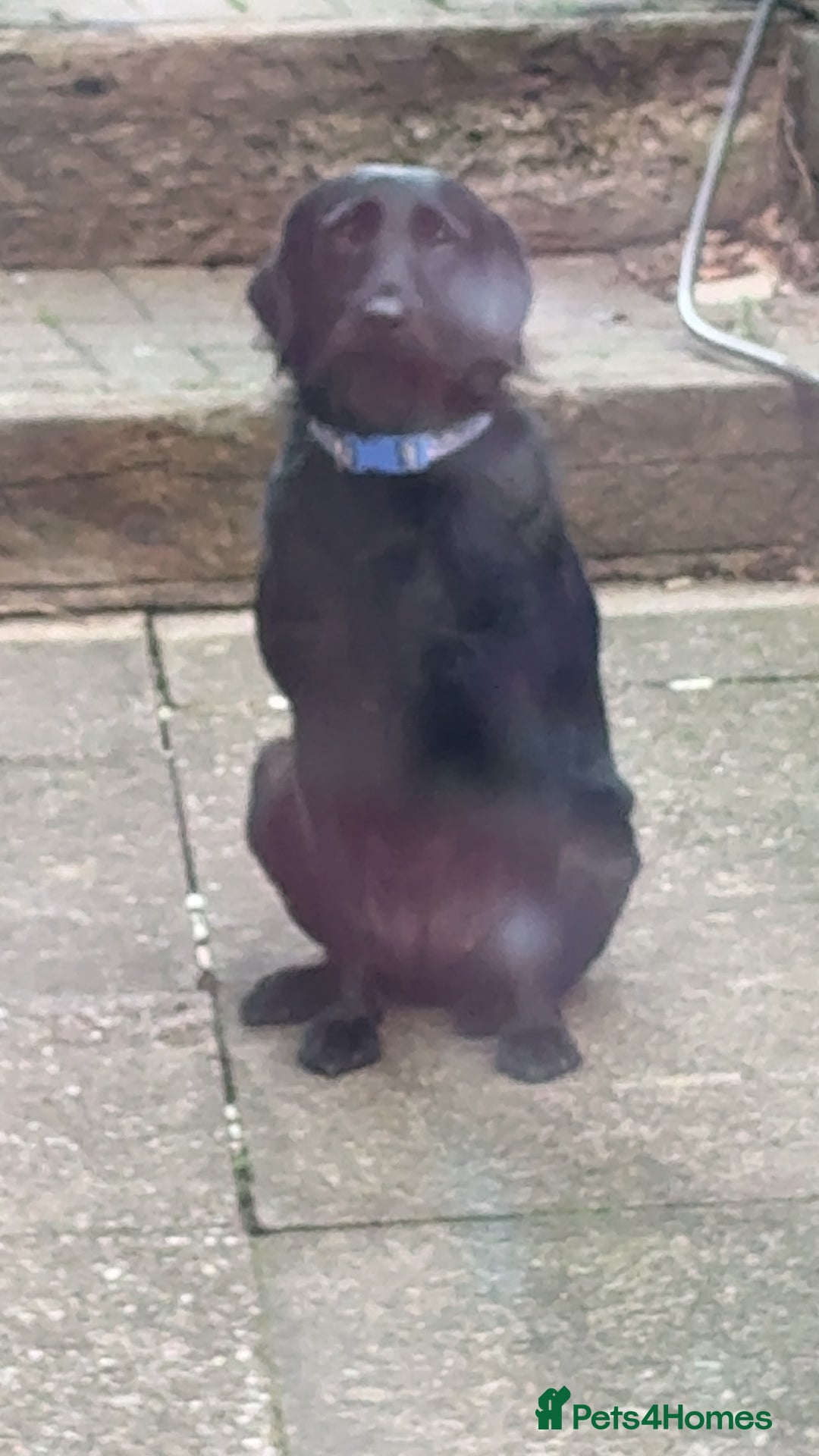 Mixed Breed dogs for sale: Female Labradoodle for Sale  - Image 2
