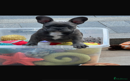 French Bulldog dogs for sale: Only 1 girl left  - Image 16