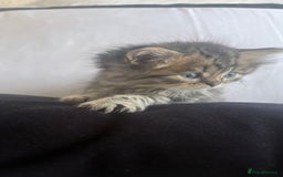 Persian cats for sale: Beautiful persian chinchilla kittens  - Image 8